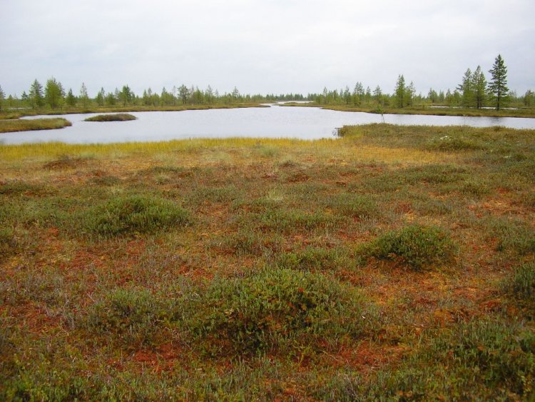 Верховое грядово-озерковое болото на Прибеломорской низменности (Беломорский район Республики Карелия), сентябрь 2005 года. 