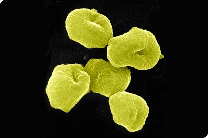 Бактерии «затихают», желая спастись от вируса