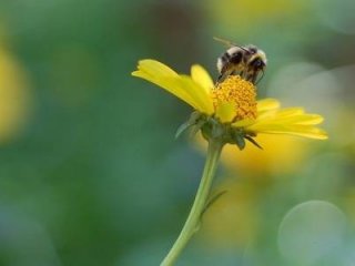 Пестициды мешают пчелам опылять