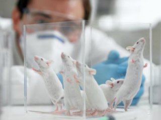 Мыши исчезают: проблемы с описаниями биомедицинских экспериментов