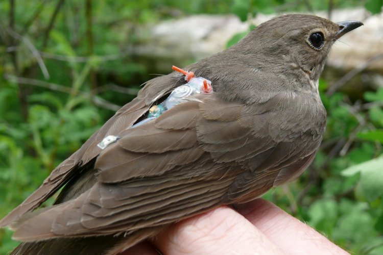 Дальние миграции певчих птиц обусловлены небольшой группой генов