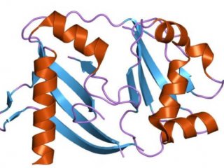 Найдены боевые вирусные белки, выключающие систему CRISPR у бактерий