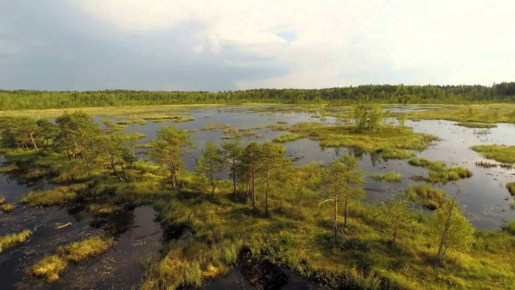 Болото: не море, не земля – корабли не плавают, и ходить нельзя