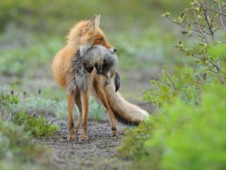 © Фото : Игорь Шпиленок