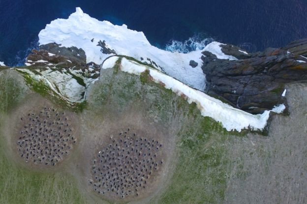 Суперколонию пингвинов Адели нашли на снимках из космоса