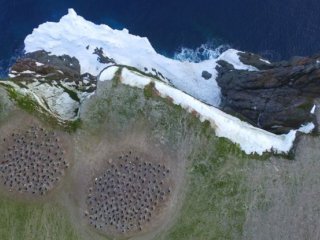 Суперколонию пингвинов Адели нашли на снимках из космоса