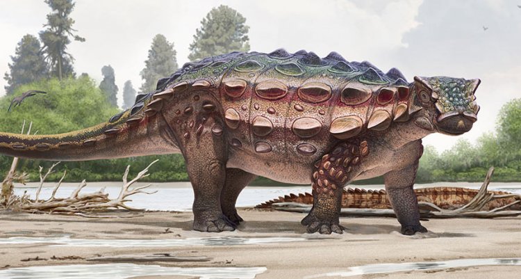 Анкилозавр, обитавший в Северной Америке, больше похож на своих азиатских предков