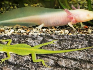 Регенерация хвостов у ящериц и саламандр происходит по-разному
