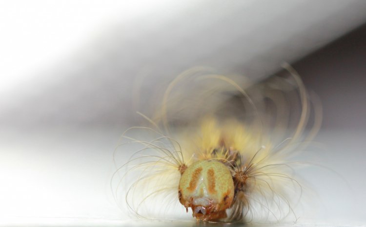 Личинка непарного шелкопряда. Фото: Ирина Белоусова