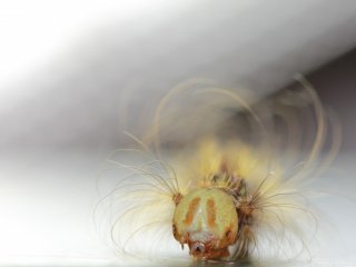 Личинка непарного шелкопряда. Фото: Ирина Белоусова