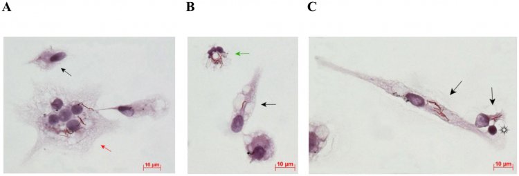 Изображение © 2018 Ufimtseva et al.