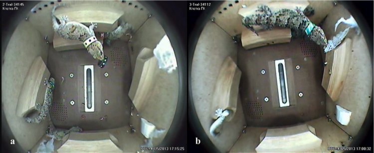 Скриншоты играющих в невесомости гекконов на борту биоспутника BION-M №1. На левом кадре геккон играет с парящим ошейником (19-й день полета), на правом — с кусочками слезшей кожи (20-й день полета) // Источник: V.M. Barabanov, et al. Individual features