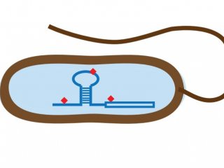Иллюстрация: Листерия. Источник: Dmitriy Ignatov, Cell Reports