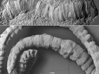 Древнейший червь-трубочник найден в Приуралье