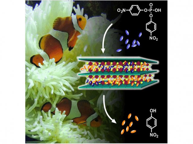 симбиоз актинии и рыбы клоуна. Смотреть фото симбиоз актинии и рыбы клоуна. Смотреть картинку симбиоз актинии и рыбы клоуна. Картинка про симбиоз актинии и рыбы клоуна. Фото симбиоз актинии и рыбы клоуна симбиоз актинии и рыбы клоуна. Смотреть фото симбиоз актинии и рыбы клоуна. Смотреть картинку симбиоз актинии и рыбы клоуна. Картинка про симбиоз актинии и рыбы клоуна. Фото симбиоз актинии и рыбы клоуна