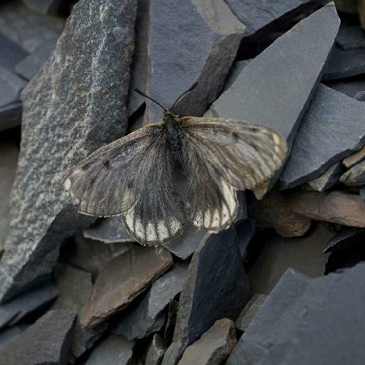 CC BY 4.0 / Dr Roman V. Yakovlev / Новый подвид аполлона арктического Parnassius arcticus arbugaevi