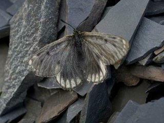 CC BY 4.0 / Dr Roman V. Yakovlev / Новый подвид аполлона арктического Parnassius arcticus arbugaevi