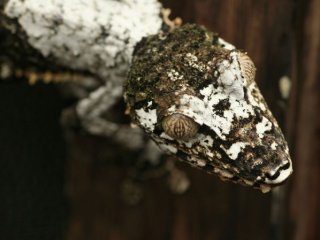 Болотный листохвостый геккон из Мадагаскара меняет кожу, чтобы исчезнуть из вида