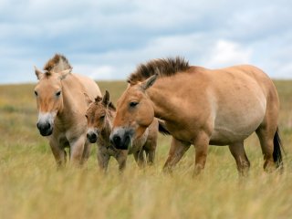 «Лошадь Пржевальского: последняя дикая лошадь на Земле»…