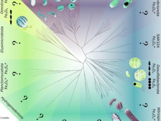 Ученые обосновали перспективность применения магнитотактических бактерий для лечения опухолей