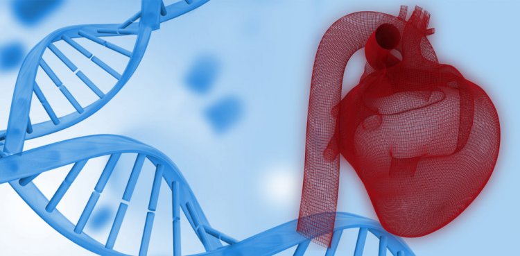 Найдены новые гены, ответственные за фиброзно-мышечную дисплазию