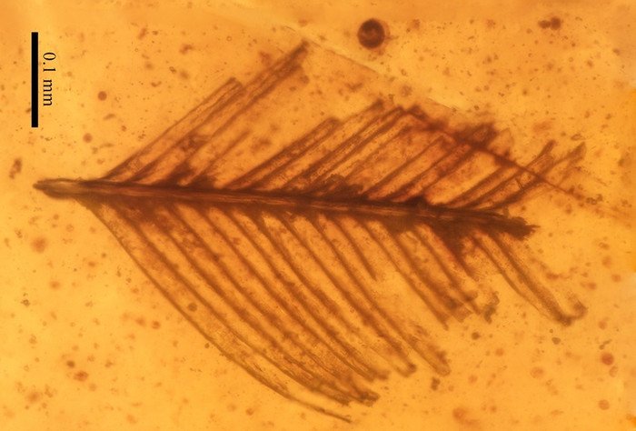 В янтаре из Испании обнаружено перо динозавра и останки насекомых 