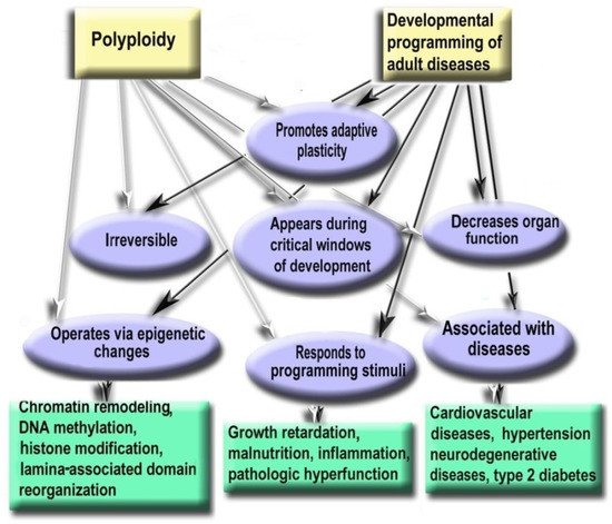 Как полиплоидия влияет на проявление заболеваний / Источник фото: Минобрнауки