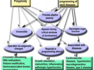 Как полиплоидия влияет на проявление заболеваний / Источник фото: Минобрнауки