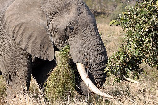 Слоны в опасности
