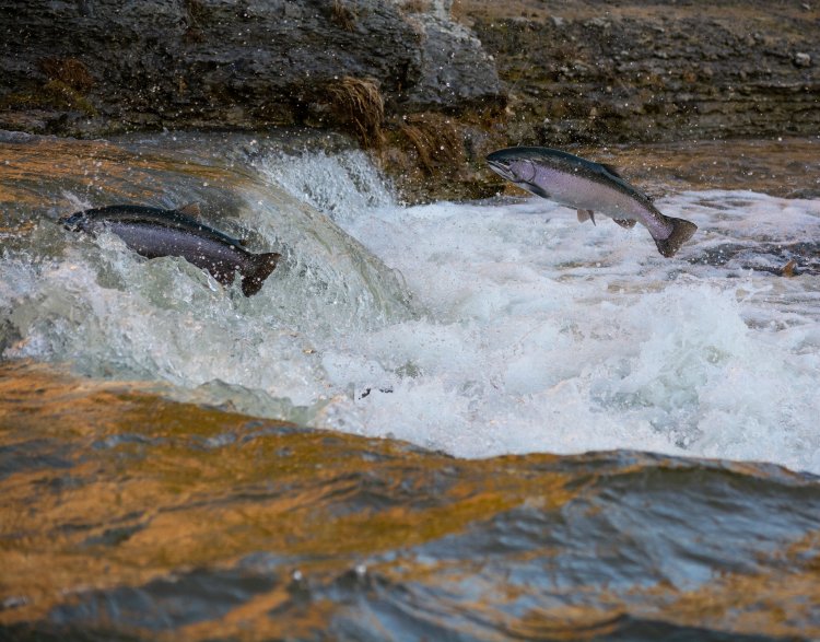 Под водопадом Кивач ученым КарНЦ РАН удалось восстановить нерестилище атлантического лосося
