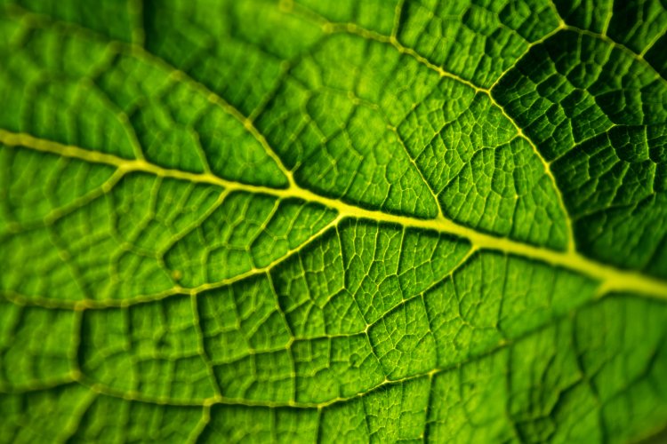 Поверхность листа растения в увеличении. Источник: cc0collection / фотобанк 123RF