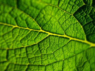 Поверхность листа растения в увеличении. Источник: cc0collection / фотобанк 123RF