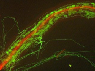 Корень Medicago truncatula колонизирован арбускулярной микоризой (AM) гриба Diversispora epigaea. Гифы D. epigaea и арбускулы внутри корня, а также гифы вокруг корня видны в виде зеленых структур гриб окрашен флуоресцентным конъюгатом лектина