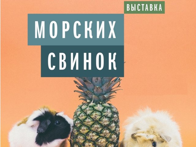 Выставка морских свинок 2024