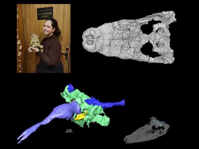 Соавтор исследования, магистрант СПбГУ Екатерина Сичинава с черепом параллигатора в Палеонтологическом институте в Москве и 3D-модель черепа по результатам томографии. Предоставлено Иваном Кузьминым