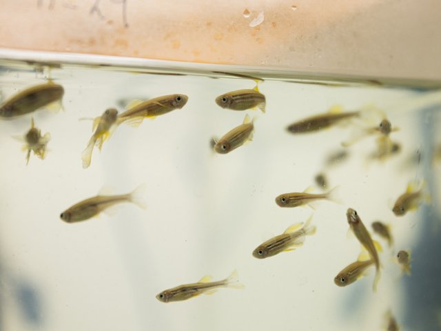 Рыбки зебраданио в лаборатории УрФУ. Фото пресс-служба УрФУ