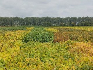 Орловская область. Коллекционные и селекционные образцы сои. Фото: Е.В. Журавлева