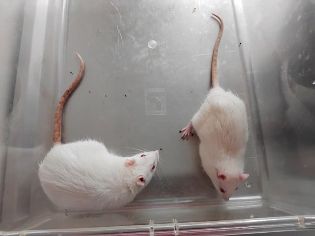 Крысы с отключенным геном дофаминового транспортера. Предоставлено Анастасией Вагановой