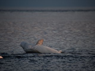 Самец белухи во время социополового поведения. Фото: Антон Чернецкий / ИО РАН / предоставлено В.В. Красновой