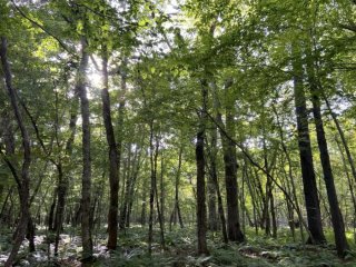 Пышный зеленый лес, один из участков, использованных в этом исследовании. На первый взгляд лес кажется мирным, но на самом деле это жестокая борьба за выживание среди деревьев. Фото: KyotoU / Yusuke Onoda