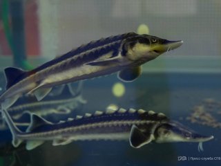 Тест-система для быстрой проверки рыб на комплекс опасных инфекций создается в СПбГАУ. Фото: Герман Беленький / СПбГАУ
