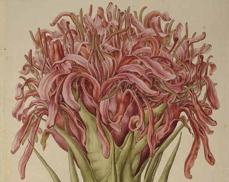 Лилия Гимея. Одна из самых знаменитых работ Ф.Бауэра, выполненная во время его экспедиции по Австралии.