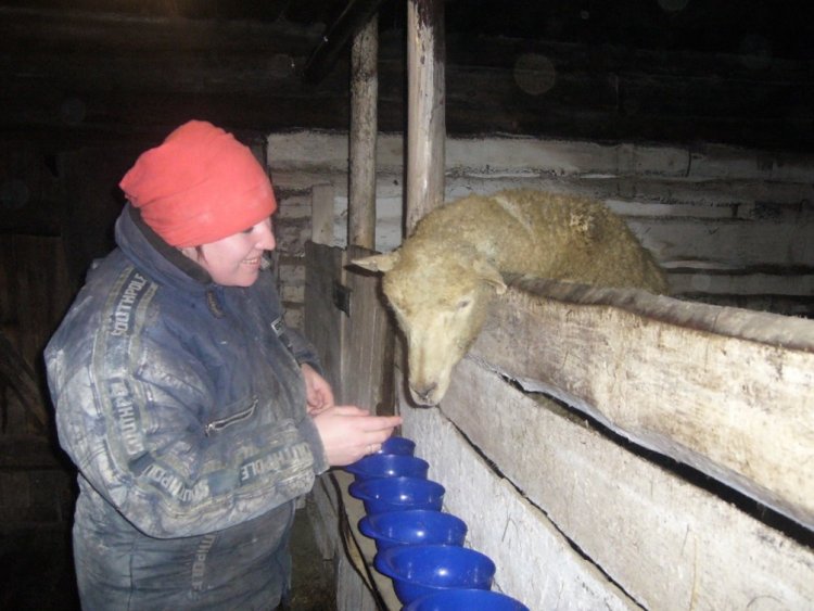 Научно-хозяйственный опыт с кормовыми добавками.На фото Л.А. Канева собирается дать кормовые добавки овцам.