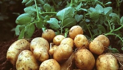 какие сельские культуры выращивают в россии. Смотреть фото какие сельские культуры выращивают в россии. Смотреть картинку какие сельские культуры выращивают в россии. Картинка про какие сельские культуры выращивают в россии. Фото какие сельские культуры выращивают в россии