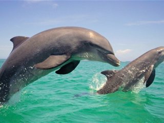 Дельфины смотрят на мир так же, как это делают люди
