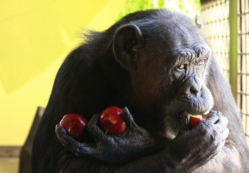 Шимпанзе могут учить новые «слова»