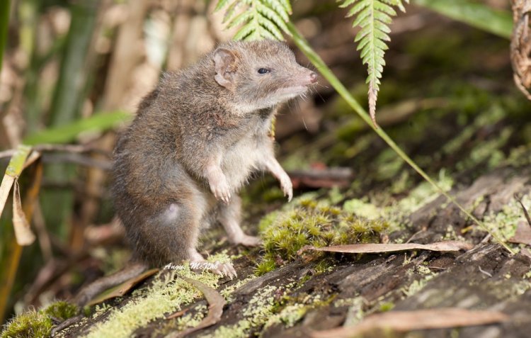 Сумчатые мыши под угрозой вымирания из-за необычного режима размножения