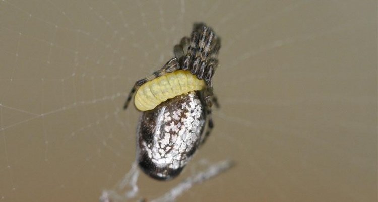 Личинки ос зомбируют пауков, чтобы те плели для них коконы