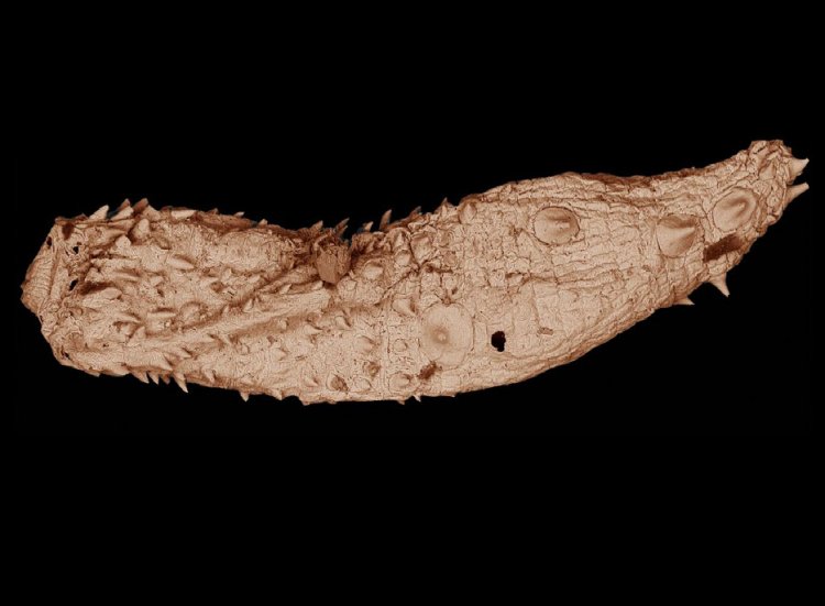 Древний червь рассказывает о ранних этапах эволюции членистоногих