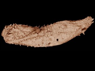 Древний червь рассказывает о ранних этапах эволюции членистоногих